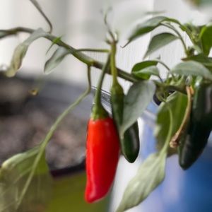 Meet your Posher, Hnin